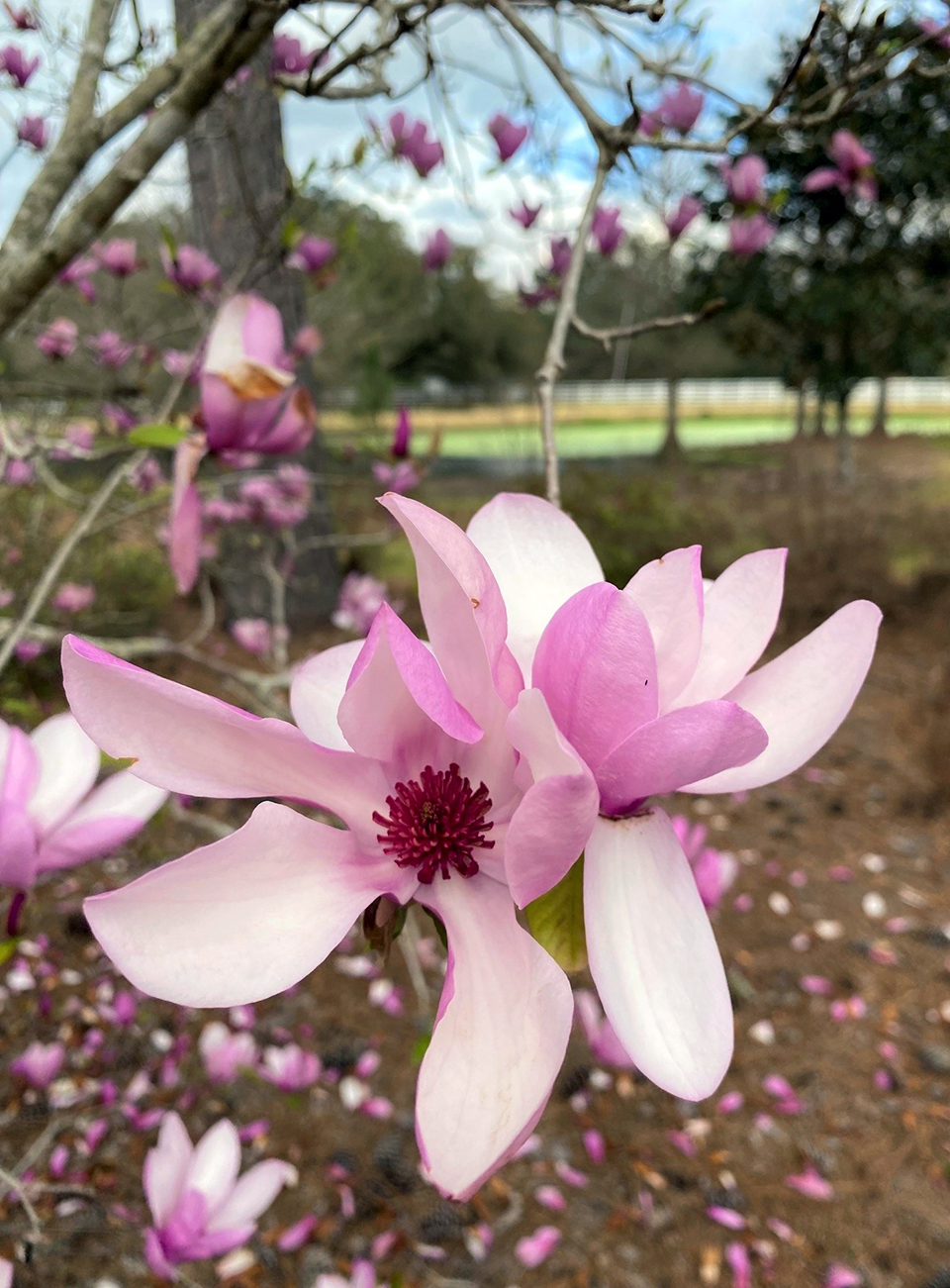 jane magnolia 3.jpg thumbnail